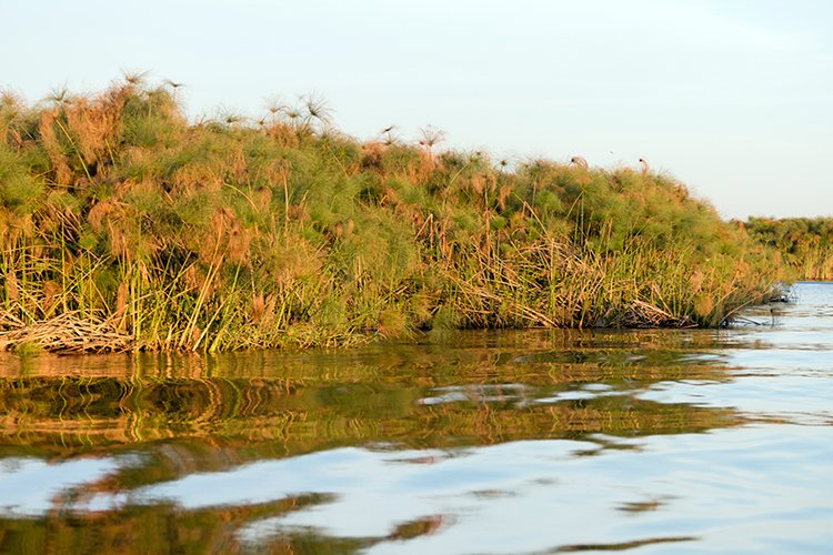 BWA NW OkavangoDelta 2016DEC01 Nguma 057